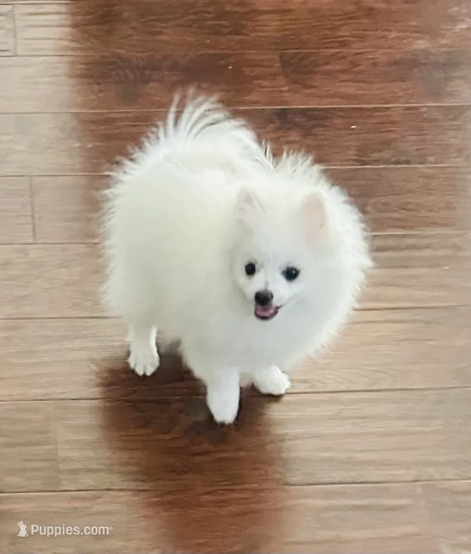 Boy – Pomeranian puppy for sale in Sacramento, CA