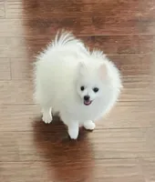 Boy, a male Pomeranian for sale in Sacramento, CA – 1 of 3