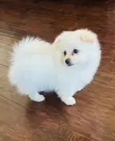 Goldy, a male Pomeranian for sale in Sacramento, CA – Photo 4 of 4