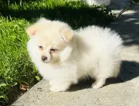Goldy, a male Pomeranian for sale in Sacramento, CA – Photo 1 of 4