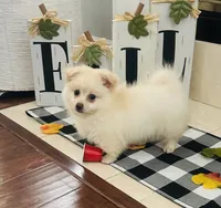 Goldy, a male Pomeranian for sale in Sacramento, CA – Photo 2 of 4