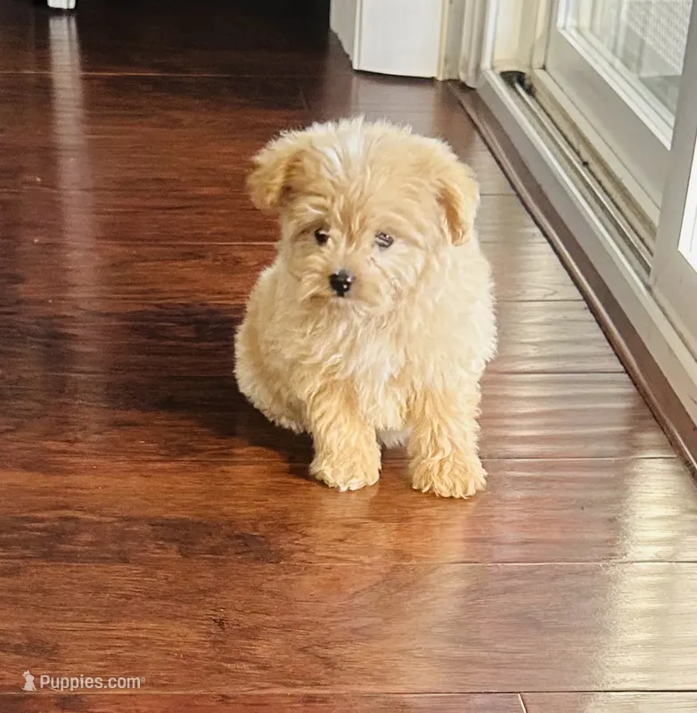 Jerry – Pomapoo puppy for sale in Sacramento, CA