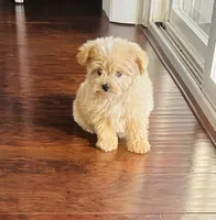 Jerry, a male Pomapoo for sale in Sacramento, CA – 1 of 3