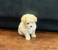 Jerry, a male Pomapoo for sale in Sacramento, CA – 3 of 3