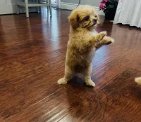 Jora, a male Pomapoo for sale in Sacramento, CA – 3 of 3