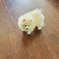Girl White, a female Pomeranian for sale in Sacramento, CA – 2 of 5