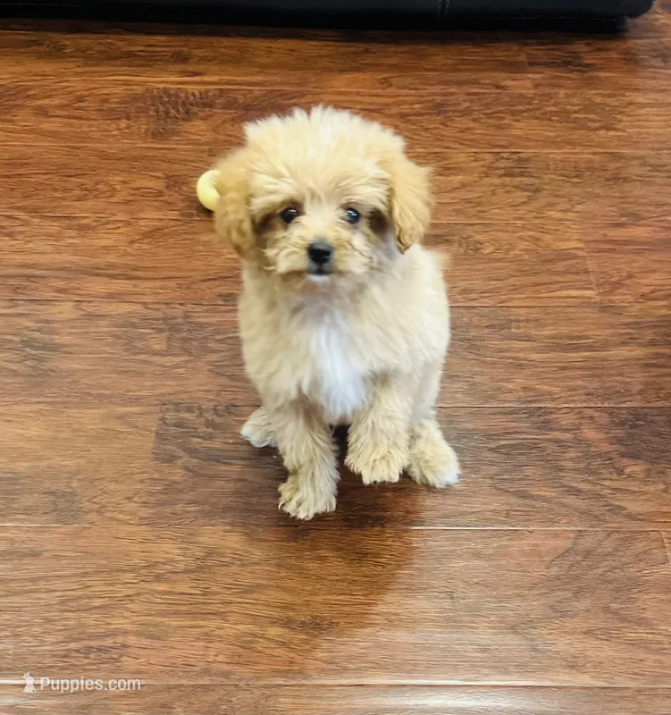 Jora – Pomapoo puppy for sale in Sacramento, CA