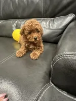 Yellow Girl, a female Poodle - Toy  for sale in Sacramento, CA – Photo 1 of 7