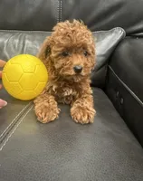 Yellow Girl, a female Poodle - Toy  for sale in Sacramento, CA – Photo 2 of 7