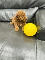 Yellow Girl, a female Poodle - Toy  for sale in Sacramento, CA – Photo 3 of 7