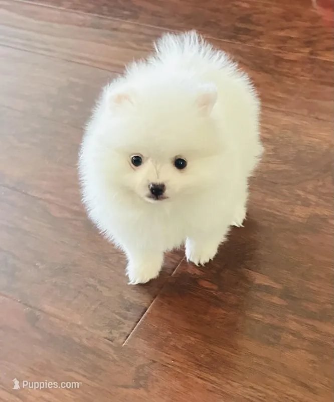 Boy – Pomeranian puppy for sale in Sacramento, CA