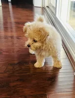 Jerry, a male Pomapoo for sale in Sacramento, CA – 2 of 3