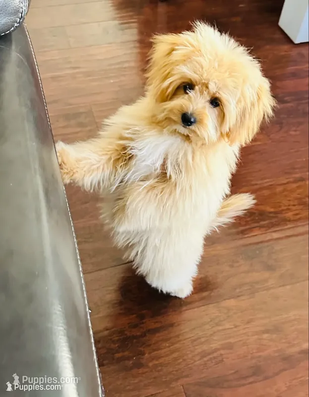 Jora – Pomapoo puppy for sale in Sacramento, CA
