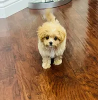 Lila, a female Pomapoo for sale in Sacramento, CA – 1 of 4