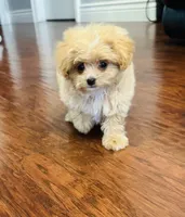 Lila, a female Pomapoo for sale in Sacramento, CA – 4 of 4