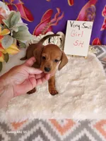 Lil Red, a female Miniature Dachshund for sale in Belding, MI – 3 of 4