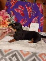 Mac Long hair, a male Miniature Dachshund for sale in Belding, MI – 2 of 4