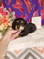 Mac Long hair, a male Miniature Dachshund for sale in Belding, MI – 3 of 4