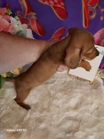 Lil Red, a female Miniature Dachshund for sale in Belding, MI – 4 of 4