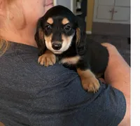 Mac On Hold, a male Miniature Dachshund for sale in Belding, MI – 5 of 6