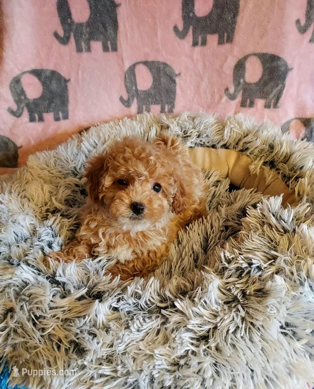Pink – Maltipoo puppy for sale in Belding, MI