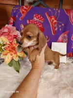 Little Guy, a male Miniature Dachshund for sale in Belding, MI – 3 of 3