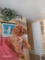 Teacup Cavapoo, a male Cavapoo for sale in Belding, MI – 3 of 4