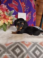 B&T Long Hair, a female Miniature Dachshund for sale in Belding, MI – 2 of 2