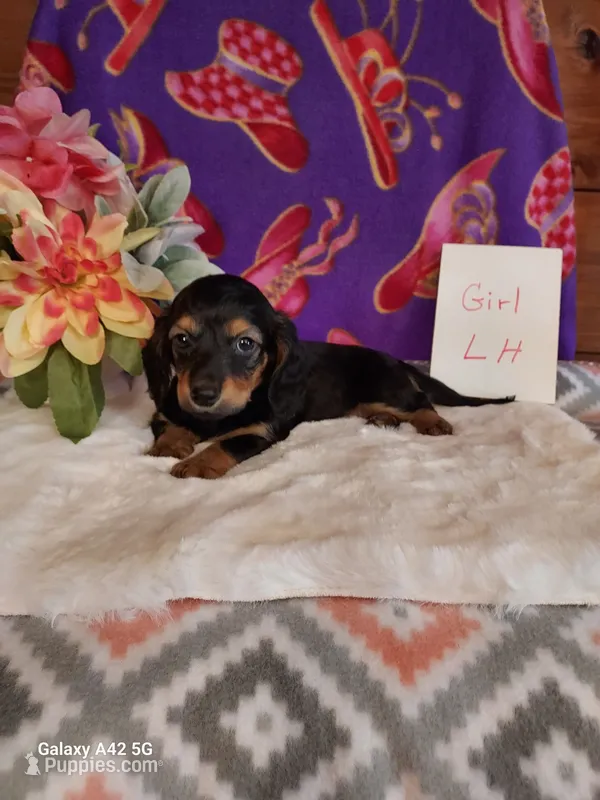 B&T Long Hair – Miniature Dachshund puppy for sale in Belding, MI