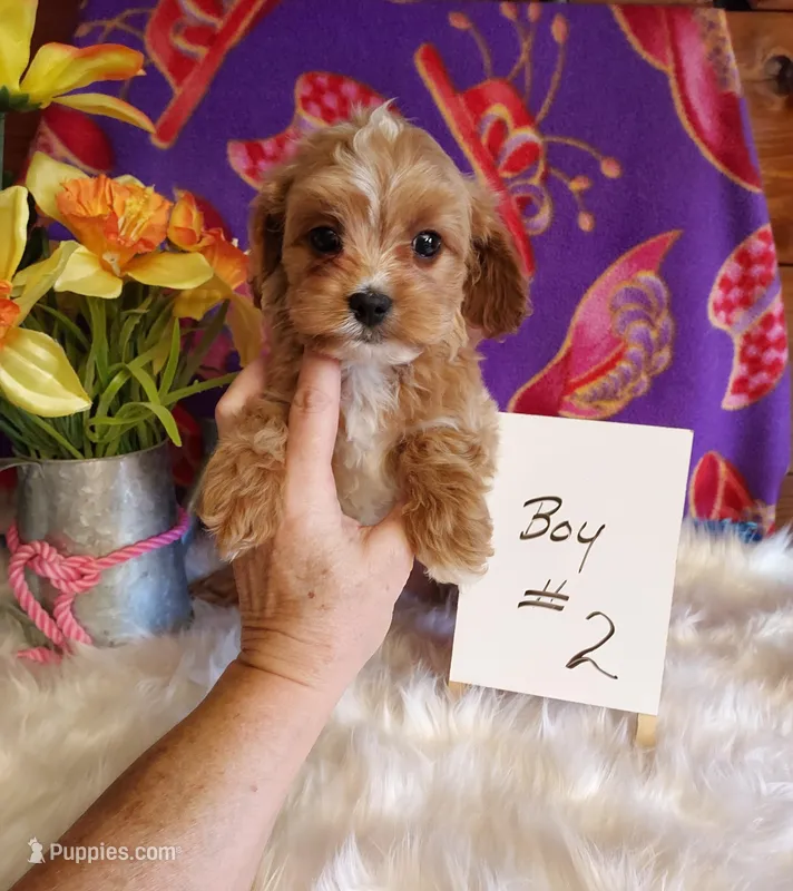 Boy#2 – Cavapoo, Cavalier King Charles Spaniel puppy for sale in Belding, MI