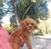 Teacup Cavapoo, a male Cavapoo for sale in Belding, MI – 2 of 4
