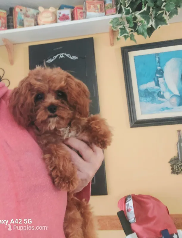 Teacup Cavapoo – Cavapoo puppy for sale in Belding, MI