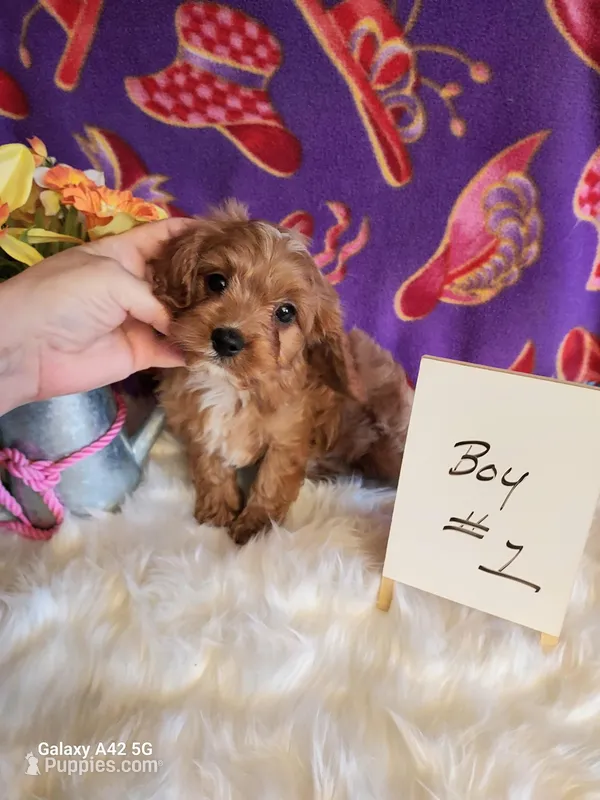 Boy#1 – Cavapoo, Cavalier King Charles Spaniel puppy for sale in Belding, MI