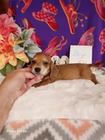 Little Guy, a male Miniature Dachshund for sale in Belding, MI – 1 of 3