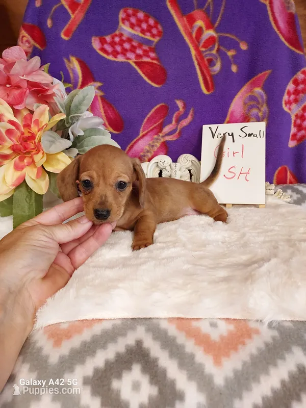 Lil Red – Miniature Dachshund puppy for sale in Belding, MI