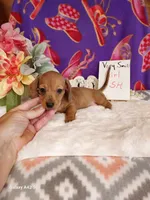 Lil Red, a female Miniature Dachshund for sale in Belding, MI – 1 of 4
