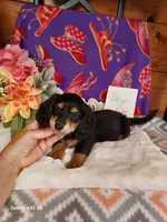Mac Long hair, a male Miniature Dachshund for sale in Belding, MI – 4 of 4