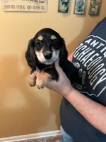 Mac On Hold, a male Miniature Dachshund for sale in Belding, MI – 6 of 6