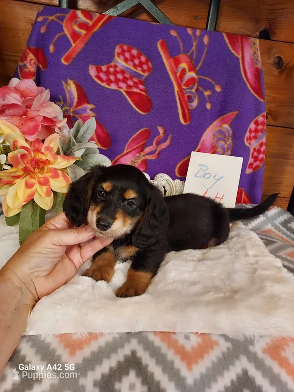 Mac Long hair – Miniature Dachshund puppy for sale in Belding, MI
