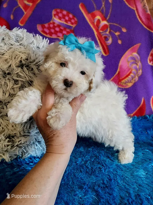 Blue – Maltipoo puppy for sale in Belding, MI