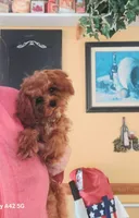 Teacup Cavapoo, a male Cavapoo for sale in Belding, MI – 4 of 4