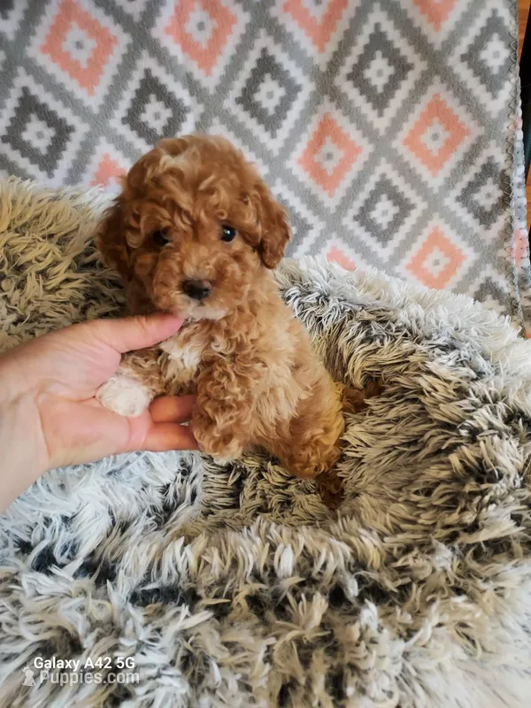 Gray – Maltipoo puppy for sale in Belding, MI