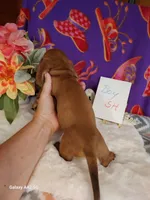 Little Guy, a male Miniature Dachshund for sale in Belding, MI – 2 of 3