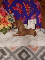 Lil Red, a female Miniature Dachshund for sale in Belding, MI – 2 of 4