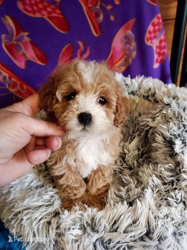 Female #1 – Maltipoo puppy for sale in Belding, MI