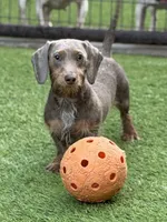 Moxie, a female Miniature Dachshund for sale in Weatherford, TX – 2 of 3