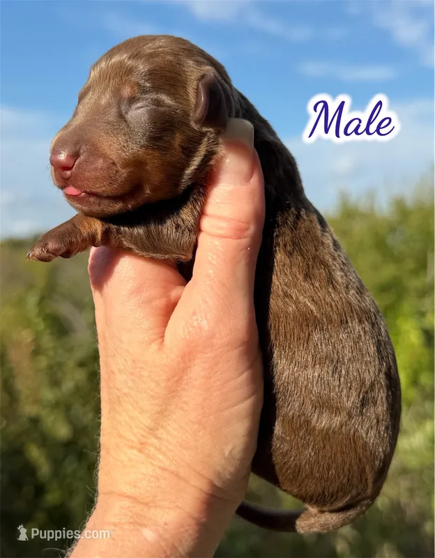 Rolo  – Miniature Dachshund puppy for sale in Weatherford, TX