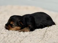 Latte, a female Yorkshire Terrier for sale in Weatherford, TX – Photo 2 of 2