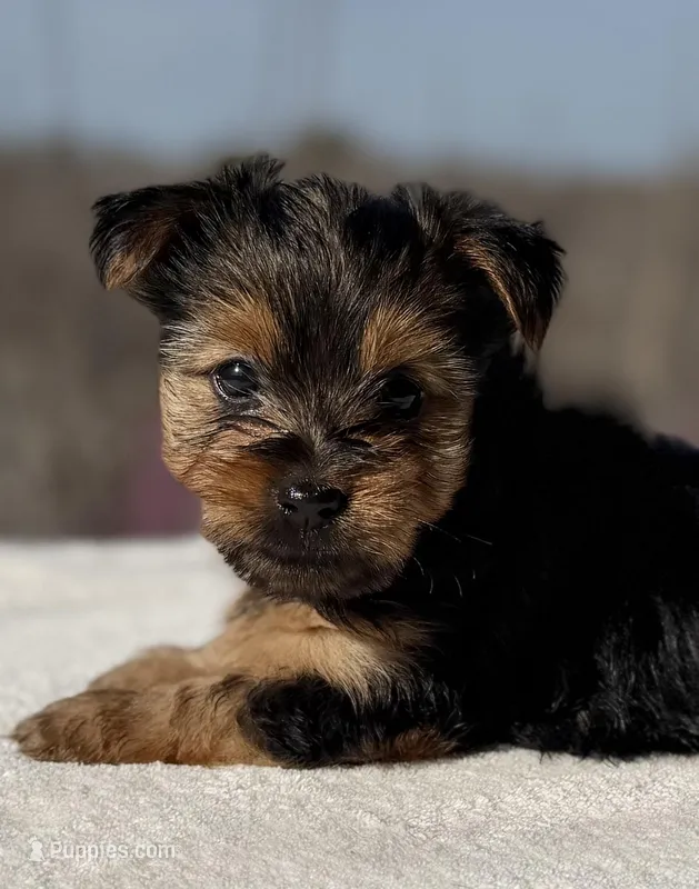 Latte – Yorkshire Terrier puppy for sale in Weatherford, TX