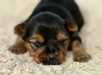 Latte, a female Yorkshire Terrier for sale in Weatherford, TX – Photo 1 of 2